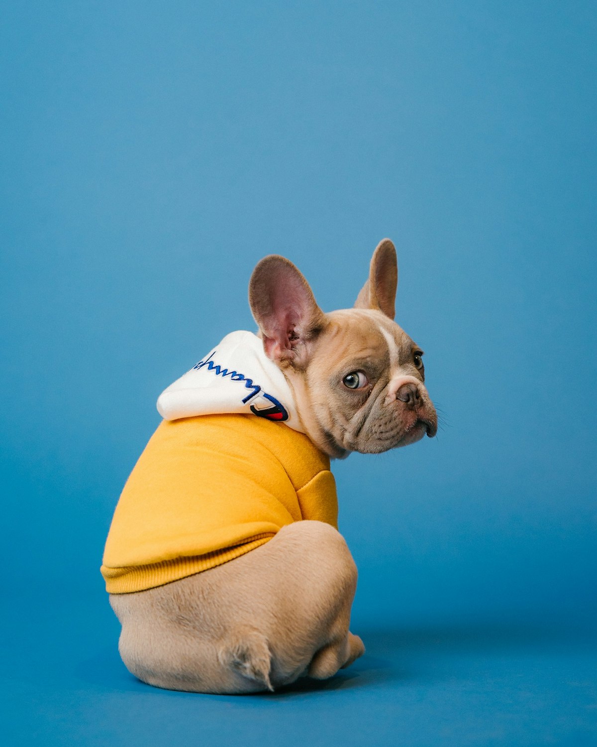 Dog in movement, illustrating myotherapy