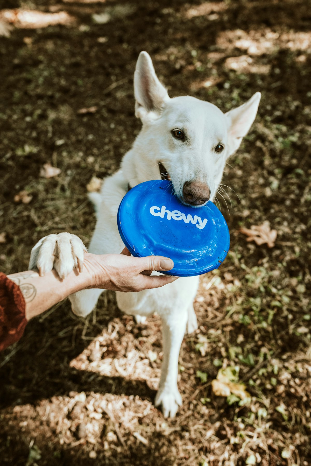 Dog receiving canine physiotherapy