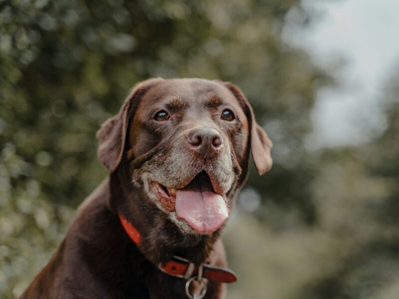 Senior chocolate Labrador