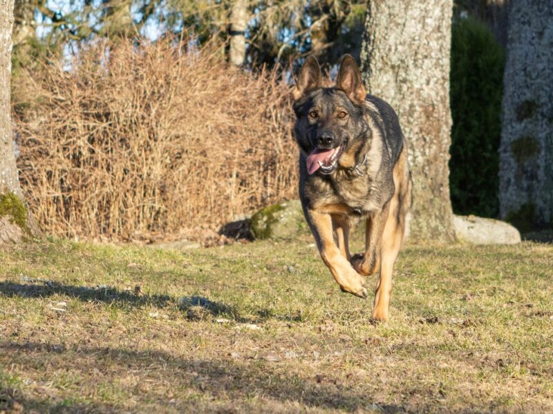 German Shepherd running in a field