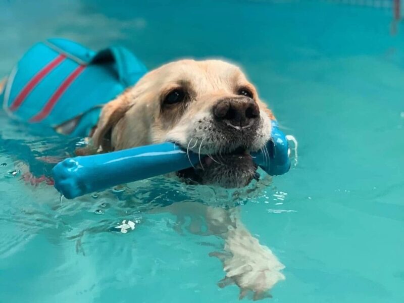 Dog swimming in the hydrotherapy pool