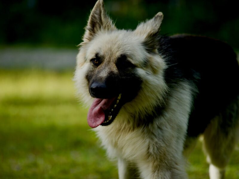 Long-haired German Shepherd