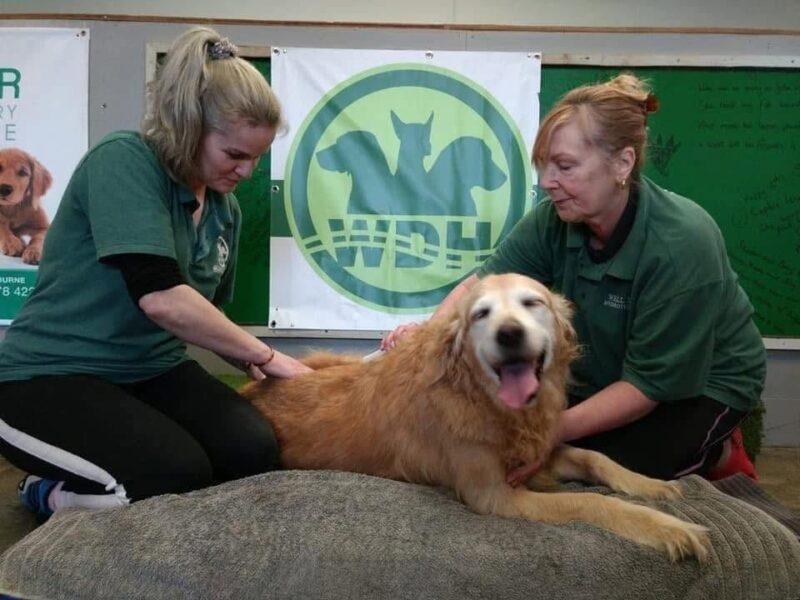 Well Dog Hydrotherapy team giving a myotherapy massage