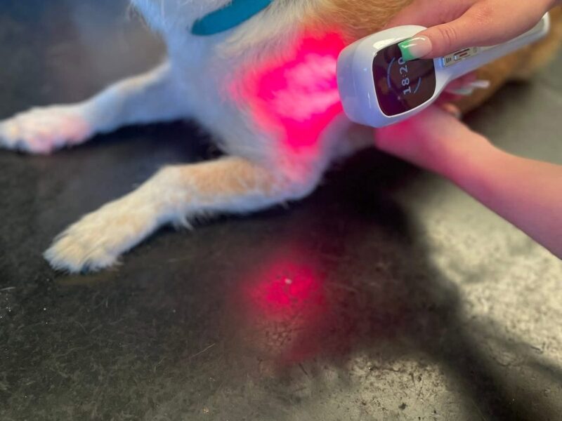 Dog receiving red light therapy