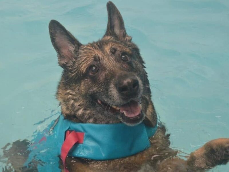 German Shepherd in the hydrotherapy pool