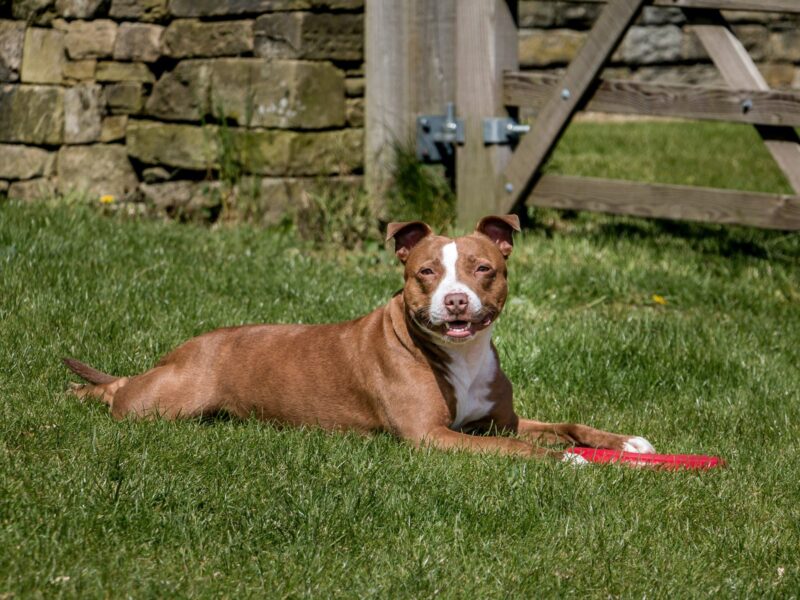 Staffordshire Bull Terrier relaxing in a garden